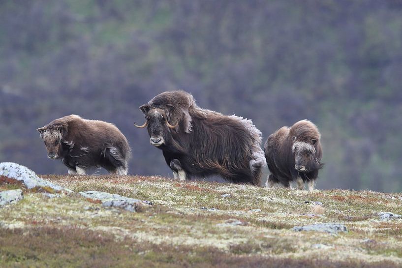 Musk Ox Dovrefjell, Norway by Frank Fichtmüller
