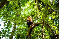 Costa-Rica-Affe Weißgesicht-Affe