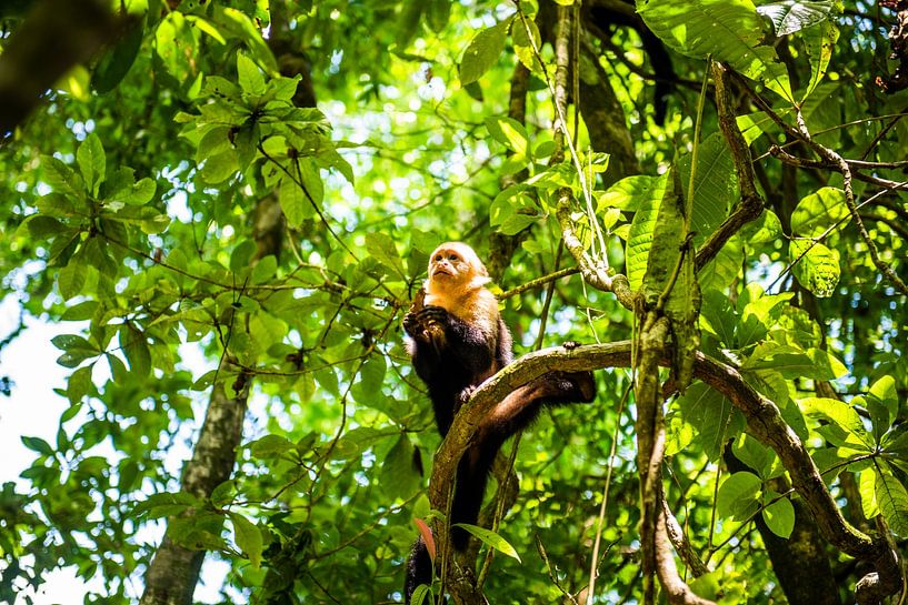 Costa-Rica-Affe Weißgesicht-Affe von Sander Verhoeven
