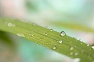 Waterdruppel op blad met zachte kleuren van Ideasonthefloor thumbnail