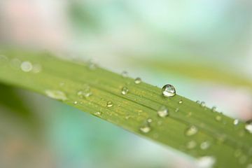 Waterdruppel op blad met zachte kleuren