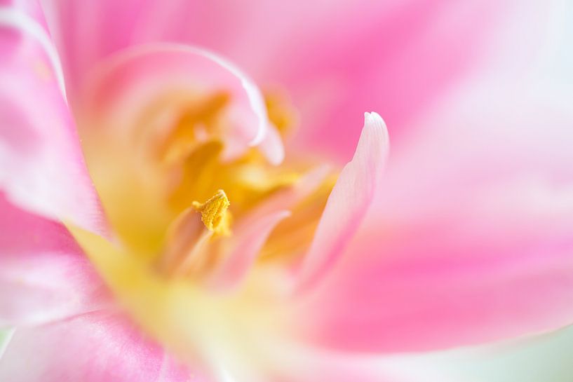 Roze tulp van Judith Borremans