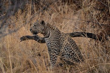 Luipaard met halsband in Namibië van Patrick Groß