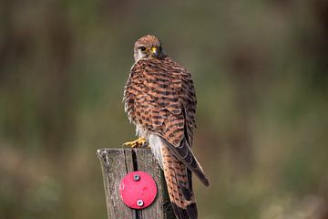 Torenvalk op een paaltje van Erwin van Eekhout