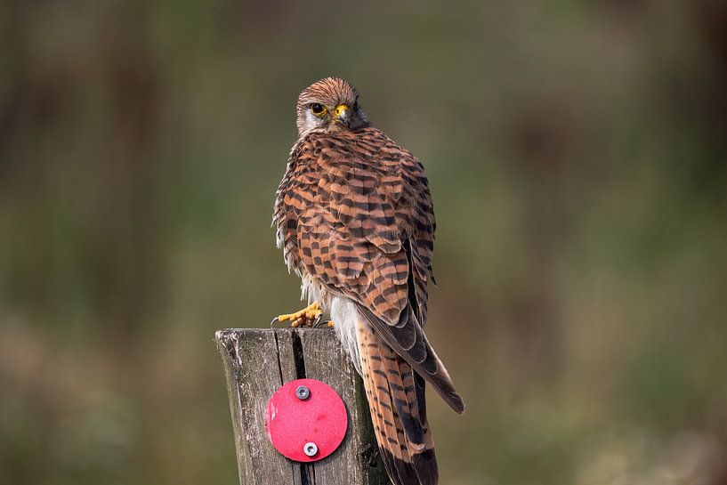 Kestrel on a pole by Erwin van Eekhout