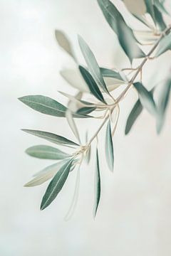 Delicate olijfbladeren in focus van Poster Art Shop