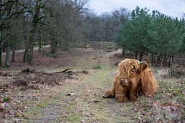Jonge Schotse Hooglander von Niels de Wit