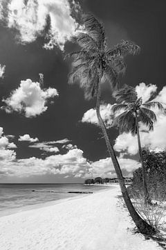 Palmboomstrand op het Caribische eiland Barbados. Zwart-wit beeld. van Manfred Voss, Schwarz-weiss Fotografie