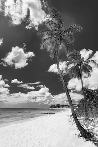 Palmboomstrand op het Caribische eiland Barbados. Zwart-wit beeld.