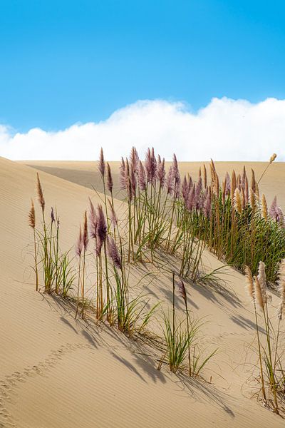 Plumes Dunes by Xenia Blair