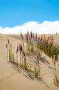 Plumes Dunes by Xenia Blair thumbnail