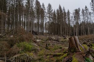 Naaldbomen in de Harz van Marc-Sven Kirsch