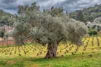 old olive tree