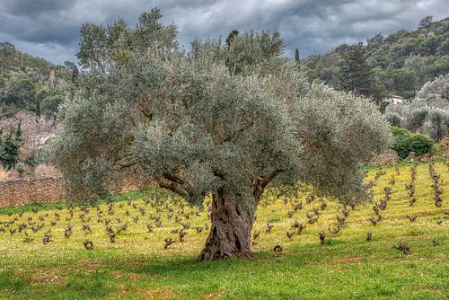 old olive tree
