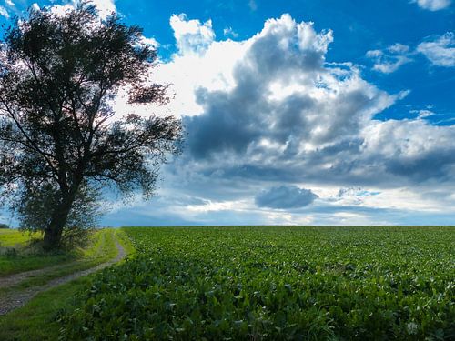 Hollands landschap