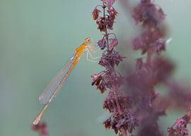 Tengere Grasjuffer by Marcel Klootwijk