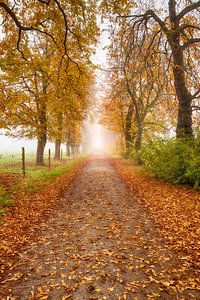 Laan in herfstkleuren van Denis Feiner