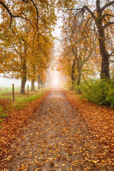 Avenue in autumn colours by Denis Feiner