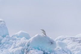 Het Jokulsarlon gletsjermeer in IJsland van Leon Brouwer