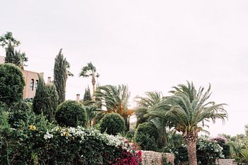 Palmen | Südafrika Reisefotografie