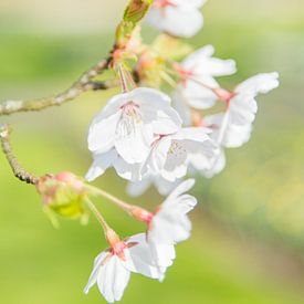 Lente Bloesem van Chantal Cornet