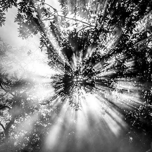 Heavenly ! en noir et blanc 2 sur de buurtfotograaf Leontien