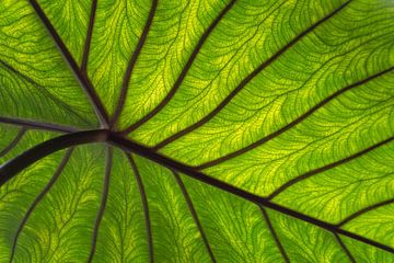 Close-up van een groen blad met rode nerven van Kok and Kok