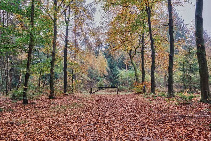 Wald Oud Groevenbeek im Herbst auf der Veluwe von eric van der eijk