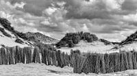 Hollandse duinen