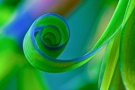 Blue 1 by Colors of the Jungle by Simon Kuyvenhoven