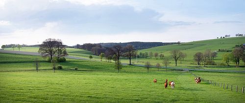 groene weilanden met koeien bomen in het Duitse Sauerland