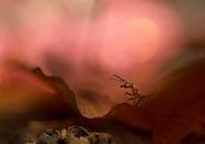Warten auf Julia (Waldameise auf einem Blatt in warmer Atmosphäre) von Birgitte Bergman Miniaturansicht