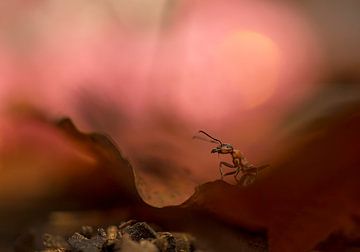Waiting for Juliet ( Wood ant on a leaf in warm atmosphere) by Birgitte Bergman