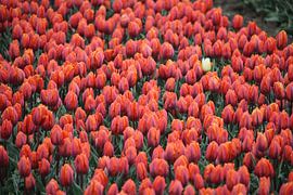 Dare to be different by Clicksby JB