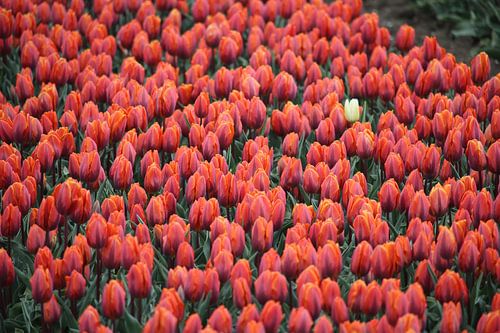 Dare to be different