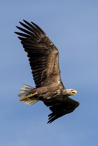 A white-tailed eagle in flight on edge