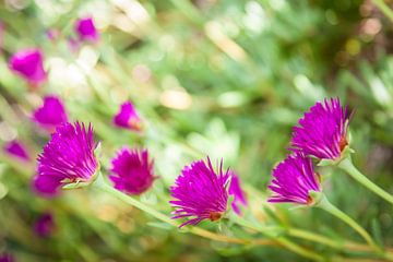 Fuchsia bloemen tegen een groene achtergrond van Victor van Dijk