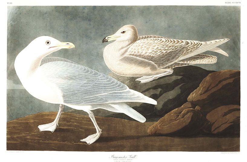 Burgomaster Gull by Birds of America