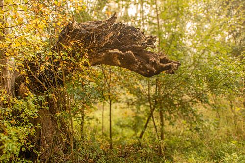 A dragon's head in the forest