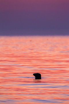 Grey Seal with silhouette head above water by Menno van Duijn