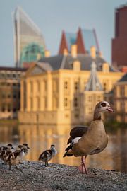 Den Haag - Torentje met nijlgans - Hofvijver by Martin Podt