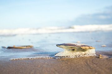 Shell on Dutch beach | South Holland | Blue and brown by Wandeldingen