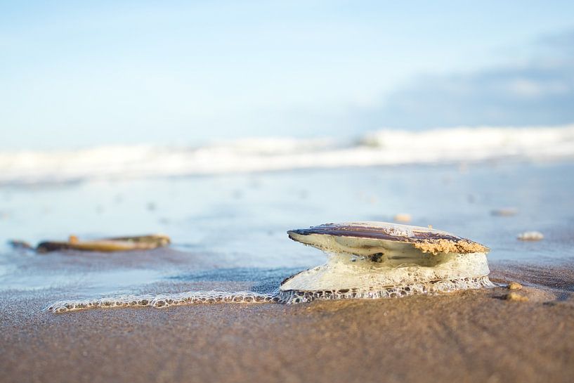 Muschel am holländischen Strand | Südholland | Blau und braun von Wandeldingen
