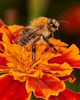 Akkerhommel verkent de wereld
