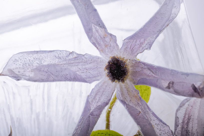Clematis in Eis 1 von Marc Heiligenstein