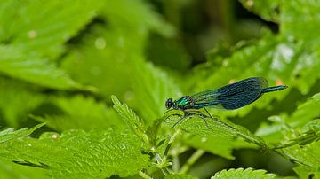 Demoiselle des prés sur une ortie