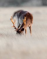 Image sereine d'un chevreuil dans l'AWD