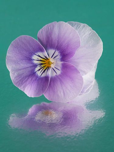 A colourful eye-catcher: Violet with an abstract reflection by Marjolijn van den Berg