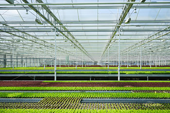 plantenkas