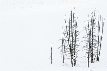 Stilleven van bomen in de sneeuw